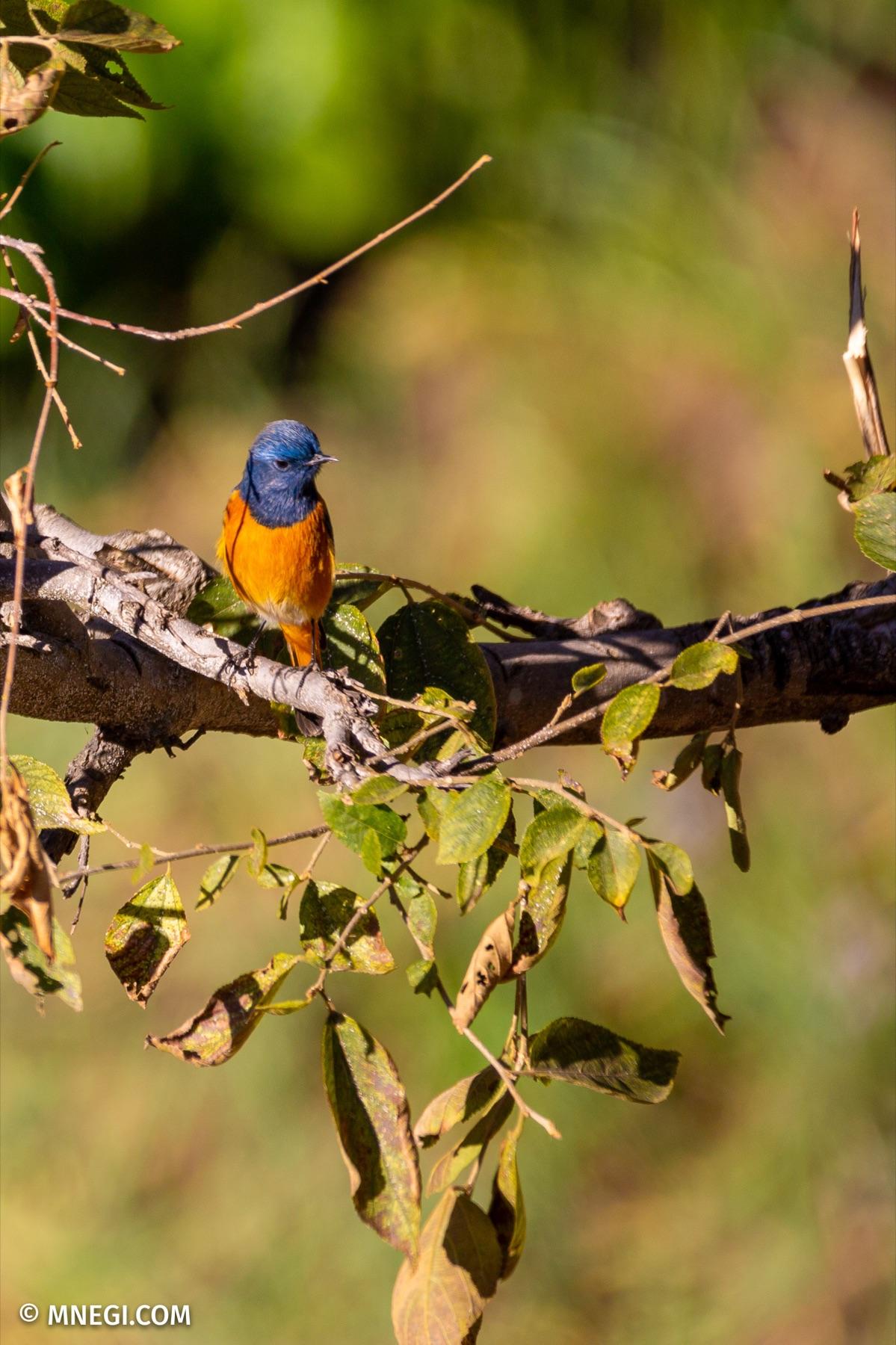 Blue-fronted Redstart