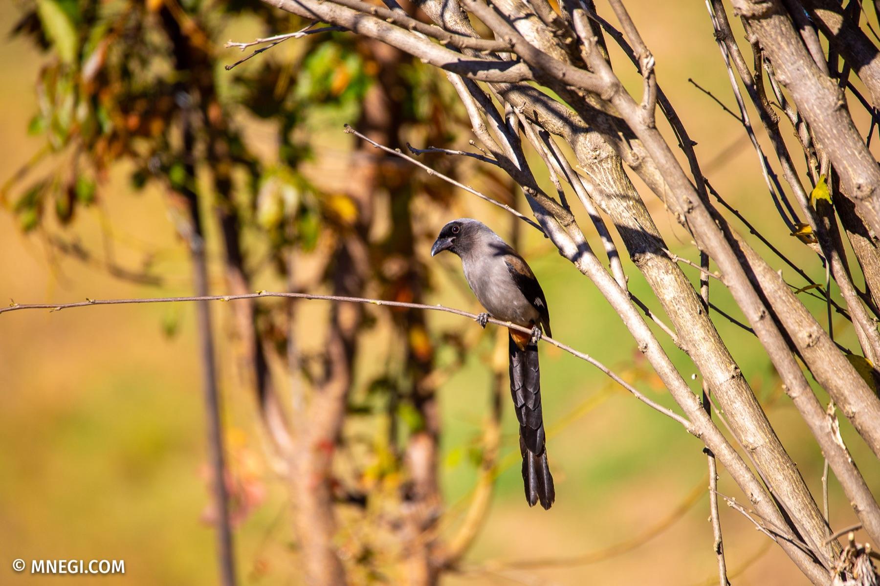 Grey Treepie