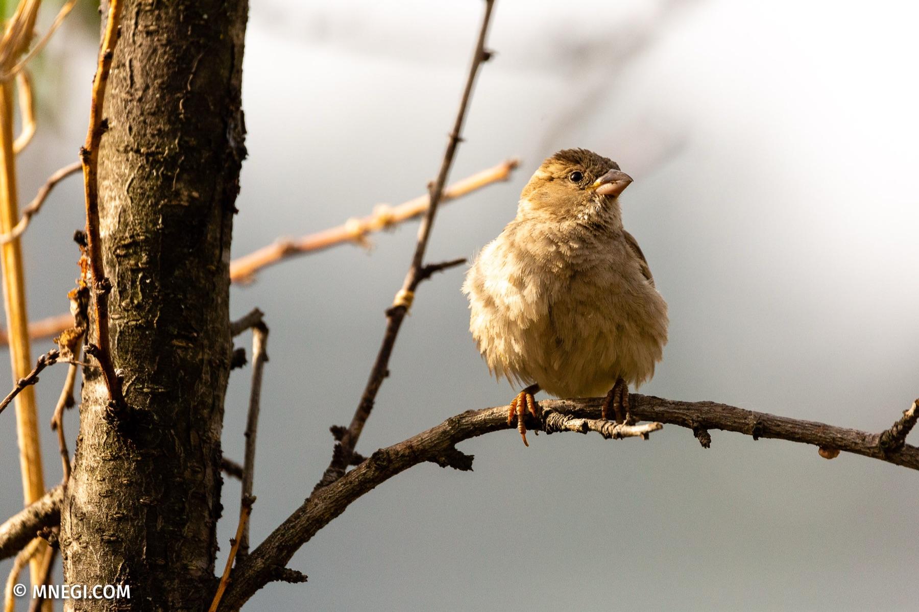 House Sparrow