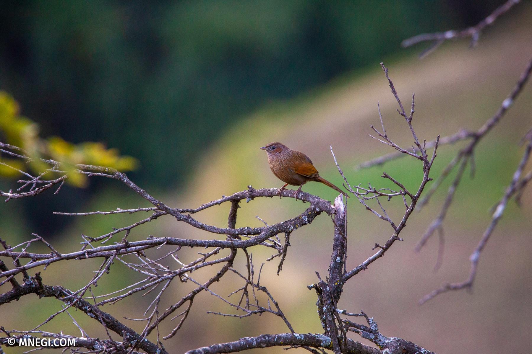 Streaked Laughingthrush